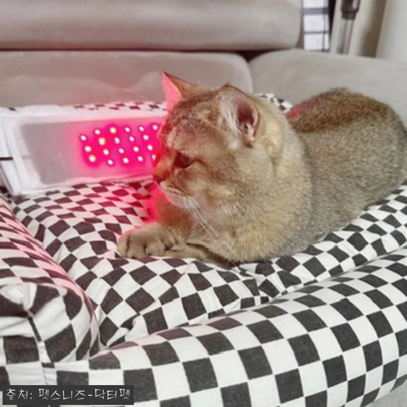 닥터펫 펫큐어레이 커버-Q, 집에서 관련 이미지 2