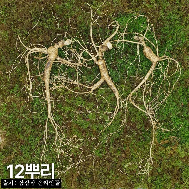 10년근 최상품 산양산삼 12뿌리, 선물 전 꼭 확인한 국산 산양삼 구매 정보