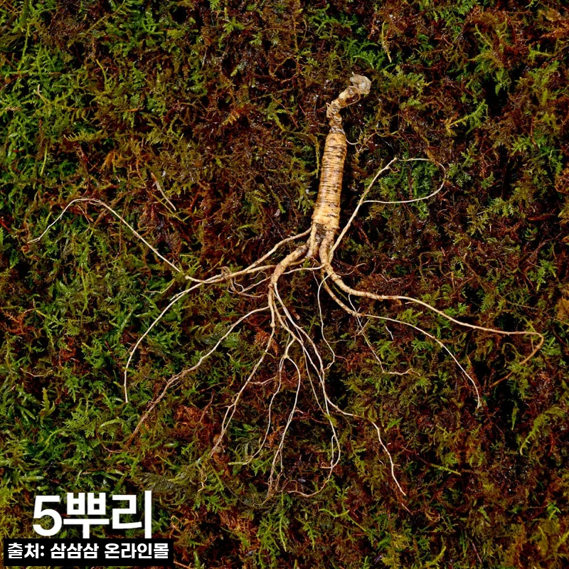 10년근 작은삼 산양산삼 5뿌리, 선물 전 꼭 확인한 국내산 산양삼 구매 포인트